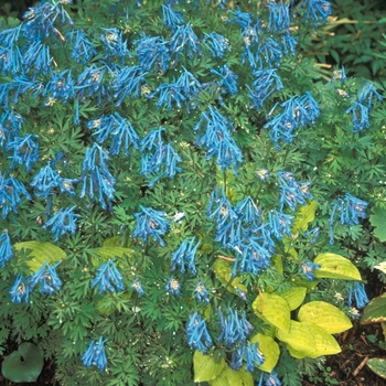 Corydalis flexuosa 'Blue Panda' (001554)