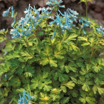 Corydalis flexuosa 'Golden Panda' (001556)