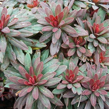 Euphorbia amygdaloides 'Efanthia' (001563)