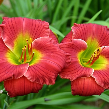 Hemerocallis Happy Ever Appster™ 'Red Hot Returns' (001578)