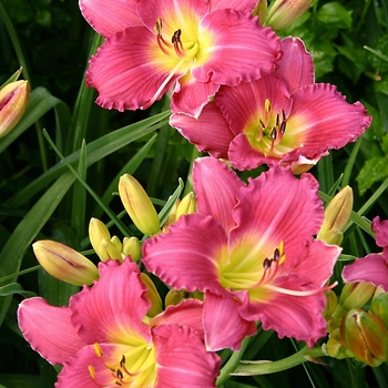 Hemerocallis Happy Ever Appster™ 'Romantic Returns' (001579)