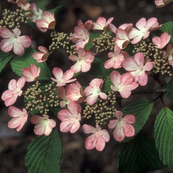 Viburnum plicatum f. plicatum 'Pink Perfection' (001588)