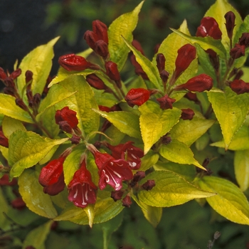 Weigela florida 'Briant Rubidor™' (001595)