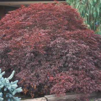 Acer palmatum var. dissectum 'Tamukeyama' (001618)