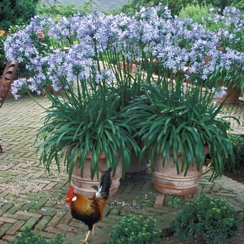 Agapanthus 'Multiple Varieties' (001626)