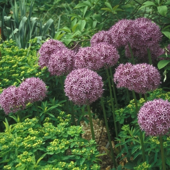 Allium 'Globemaster' (001629)