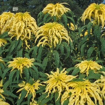 Amaranthus 'Aurora' (001634)