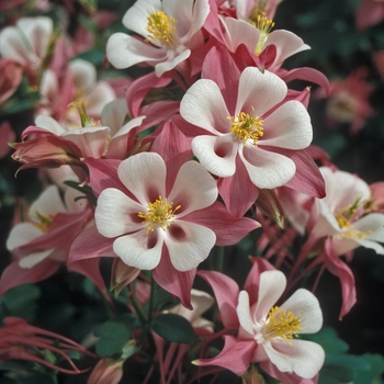 Aquilegia caerulea Origami™ 'Red & White' (001639)