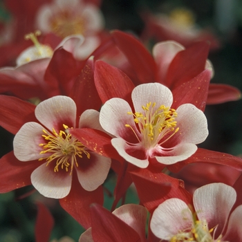 Aquilegia caerulea Origami™ 'Red & White' (001640)