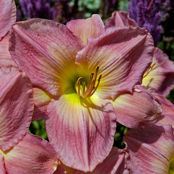 Hemerocallis 'French Tudor' (001656)