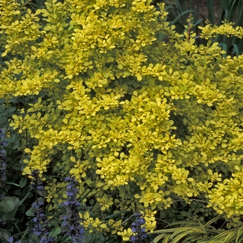 Berberis thunbergii 'Aurea' (001663)