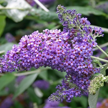 Buddleia 'Lochinch' (001666)