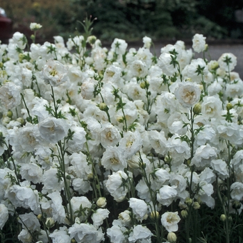 Campanula persicifolia 'Moerheimi' (001674)