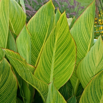 Canna 'Bengal Tiger' (001676)