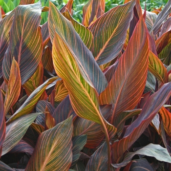 Canna 'Tropicana (Phasion)' (001679)