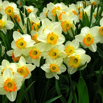 Narcissus 'High Society' (001725)