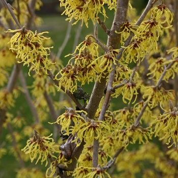 Hamamelis x intermedia 'Arnold's Promise' (001737)