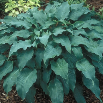 Hosta 'Elvis Lives' (001754)