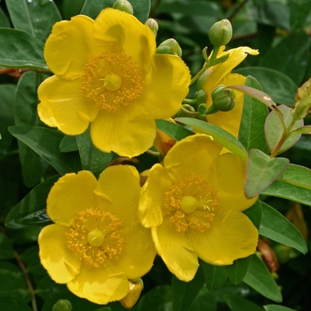 Hypericum 'Hidcote' (001768)