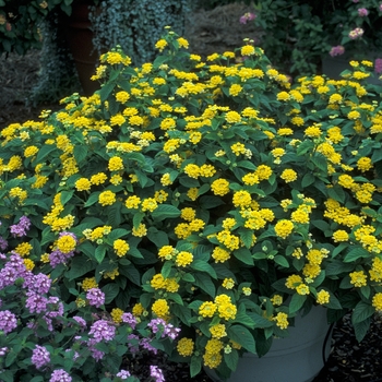 Lantana camara Lucky™ 'Pot of Gold' (001790)