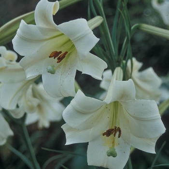 Lilium 'Alchemy' (001793)