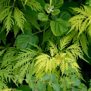 Sambucus racemosa 'Sutherland Gold' (001819)