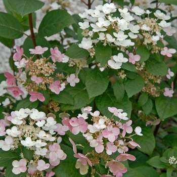 Hydrangea paniculata 'Quick Fire®' (001823)