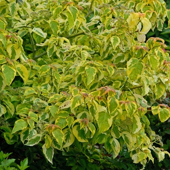 Cornus alternifolia 'Golden Shadows®' (001830)