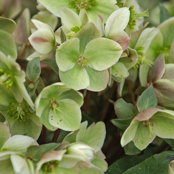 Helleborus Walberton's® 'Ivory Prince' (001841)