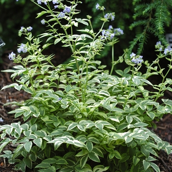 Polemonium reptans 'Stairway to Heaven' (001842)