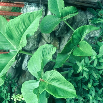 Arisaema ringens '' (001854)