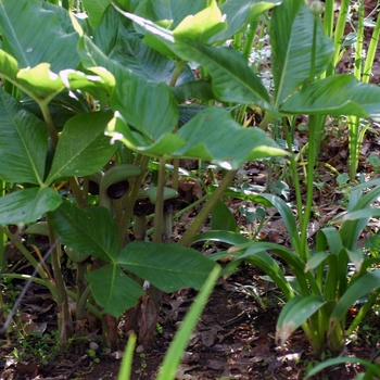 Arisaema ringens '' (001856)