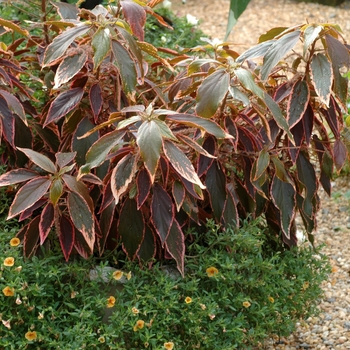 Acalypha wilkesiana 'Bourbon Street' (001860)