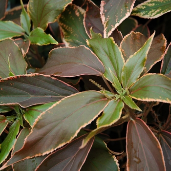 Acalypha wilkesiana 'Bourbon Street' (001862)