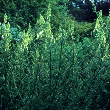 Aconitum lycoctonum '' (001871)