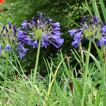 Agapanthus 'Storm Cloud' (001885)