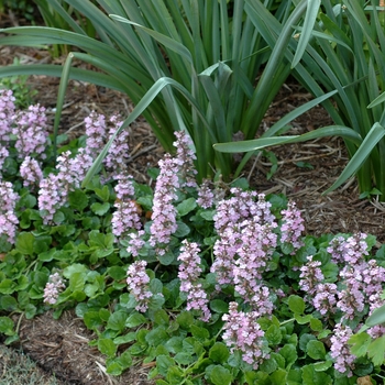 Ajuga genevensis '' (001888)