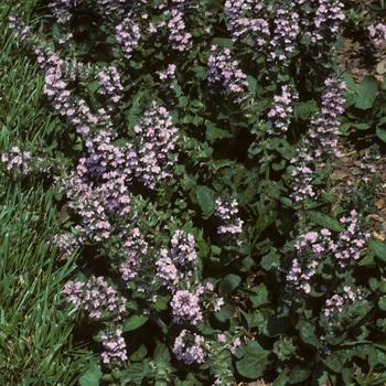 Ajuga genevensis '' (001889)