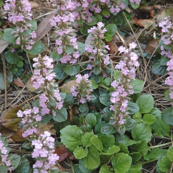 Ajuga genevensis '' (001890)