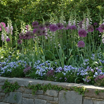 Allium aflatunense 'Purple Majesty' (001893)