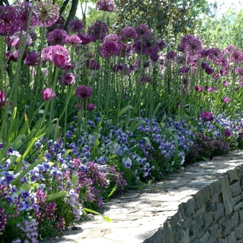 Allium aflatunense 'Purple Majesty' (001894)