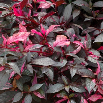 Alternanthera dentata 'Summer Flame' (001899)