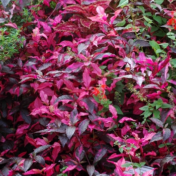 Alternanthera dentata 'Summer Flame' (001900)