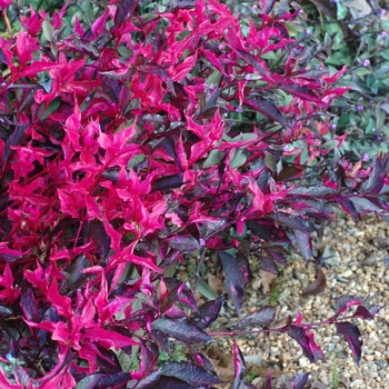 Alternanthera dentata 'Summer Flame' (001901)