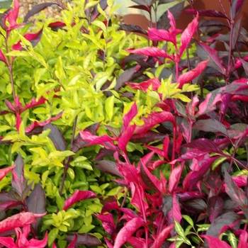 Alternanthera dentata 'Summer Flame' (001902)