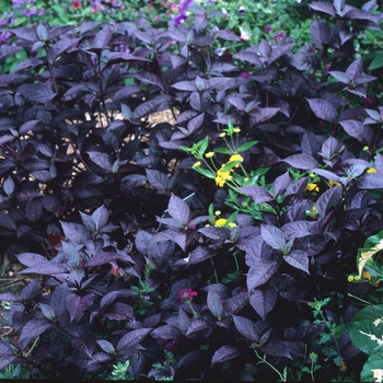 Alternanthera dentata 'Gail's Choice' (001906)