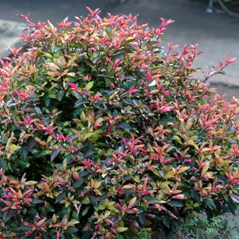 Alternanthera dentata 'Summer Flare' (001914)