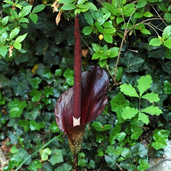 Amorphophallus konjac '' (001917)