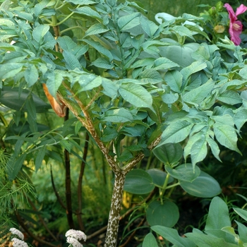 Amorphophallus konjac '' (001918)