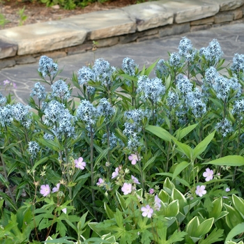 Amsonia tabernaemontana '' (001920)